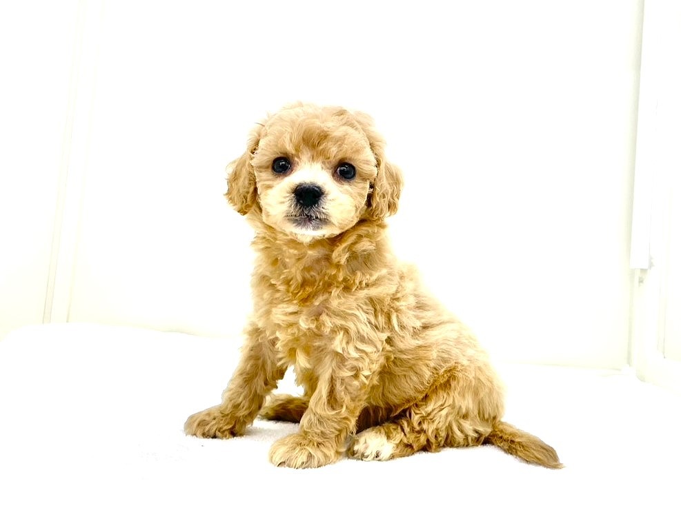 東京都のビションプー(ビションフリーゼ×プードル) (かねだい本町田店/2025年9月13日生まれ/女の子/アプリコットホワイト)の子犬の2枚目の画像