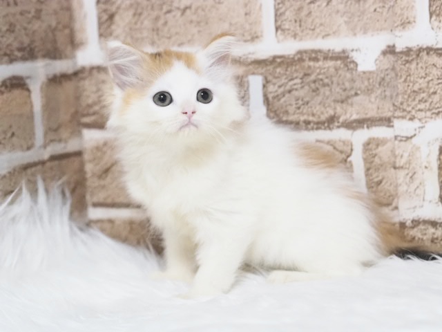 埼玉県のミヌエット (かねだい戸田店/2025年9月8日生まれ/女の子/キャリコ)の子猫