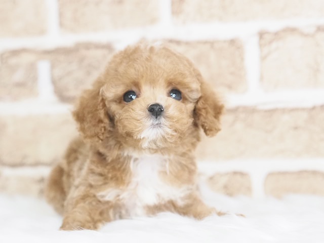 埼玉県のトイプードル(トイ) (かねだい戸田店/2025年9月12日生まれ/男の子/レッドホワイト)の子犬