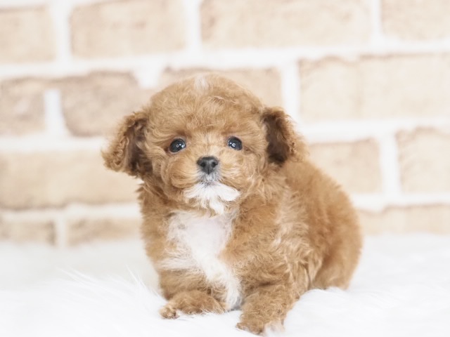 埼玉県のトイプードル(トイ) (かねだい戸田店/2025年9月12日生まれ/男の子/レッドホワイト)の子犬