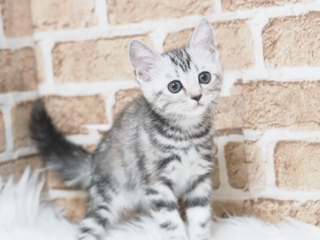 埼玉県のアメリカンショートヘアー (かねだい戸田店/2025年9月14日生まれ/女の子/シルバーパッチドタビー)の子猫の1枚目の画像