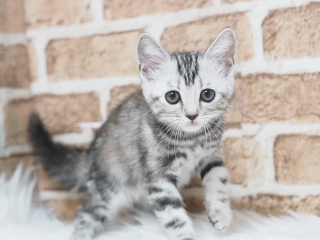 埼玉県のアメリカンショートヘアー (かねだい戸田店/2025年9月14日生まれ/女の子/シルバーパッチドタビー)の子猫の2枚目の画像