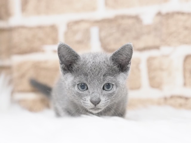 埼玉県のロシアンブルー (かねだい戸田店/2025年9月14日生まれ/男の子/ブルー)の子猫