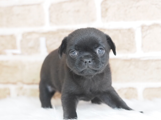 埼玉県のチワパグ/パグチー(チワワ×パグ) (かねだい戸田店/2025年9月12日生まれ/男の子/ブラック)の子犬