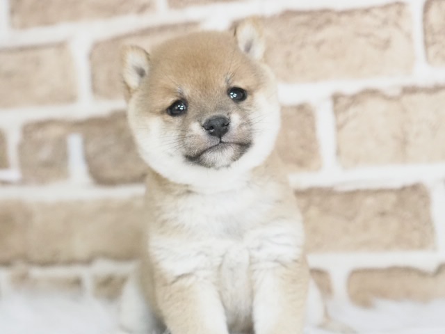 埼玉県の豆柴 (かねだい戸田店/2025年9月10日生まれ/男の子/赤)の子犬