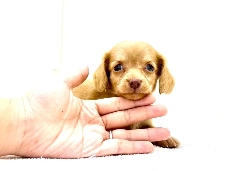 東京都のチワックス(チワワ×ダックス) (かねだい本町田店/2025年9月13日生まれ/女の子/ゴールド)の子犬の1枚目の画像