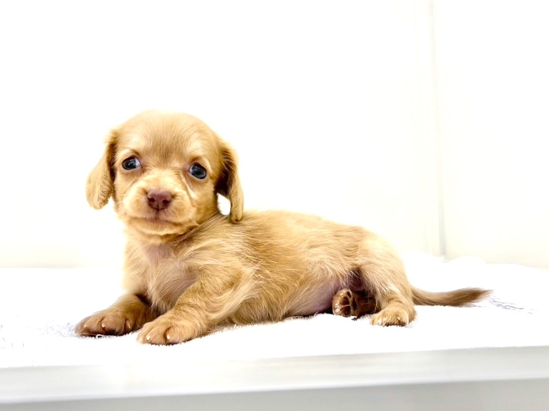 東京都のチワックス(チワワ×ダックス) (かねだい本町田店/2025年9月13日生まれ/女の子/ゴールド)の子犬の2枚目の画像