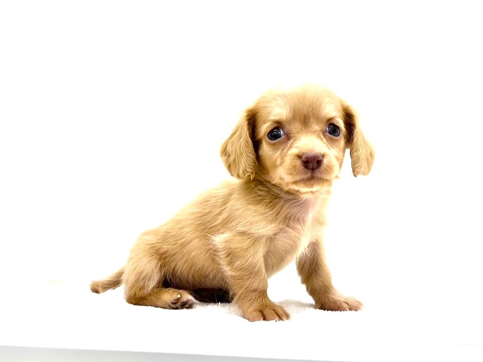 東京都のチワックス(チワワ×ダックス) (かねだい本町田店/2025年9月13日生まれ/女の子/ゴールド)の子犬の3枚目の画像