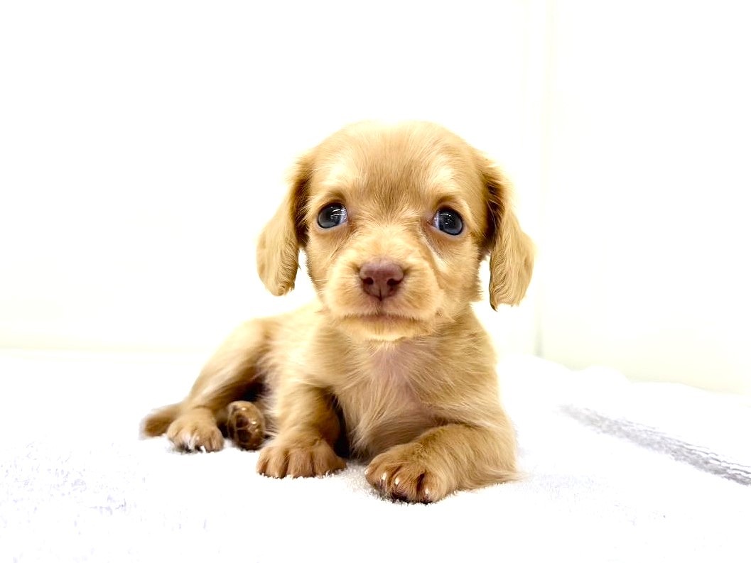 東京都のチワックス(チワワ×ダックス) (かねだい本町田店/2025年9月13日生まれ/女の子/ゴールド)の子犬の4枚目の画像