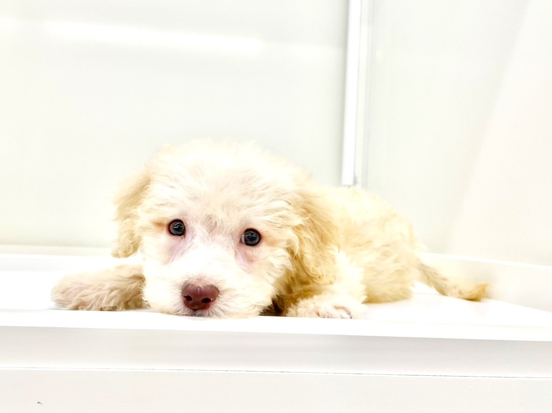 東京都のラブラドゥードル(ラブラドールレトリーバー×プードル) (かねだい本町田店/2025年9月14日生まれ/男の子/アプリコット)の子犬の1枚目の画像