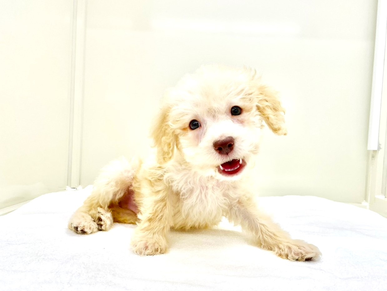 東京都のラブラドゥードル(ラブラドールレトリーバー×プードル) (かねだい本町田店/2025年9月14日生まれ/男の子/アプリコット)の子犬の2枚目の画像