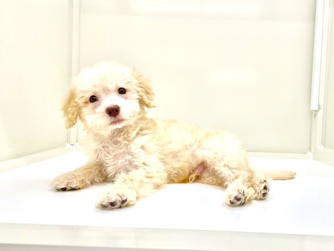 東京都のラブラドゥードル(ラブラドールレトリーバー×プードル) (かねだい本町田店/2025年9月14日生まれ/男の子/アプリコット)の子犬の3枚目の画像