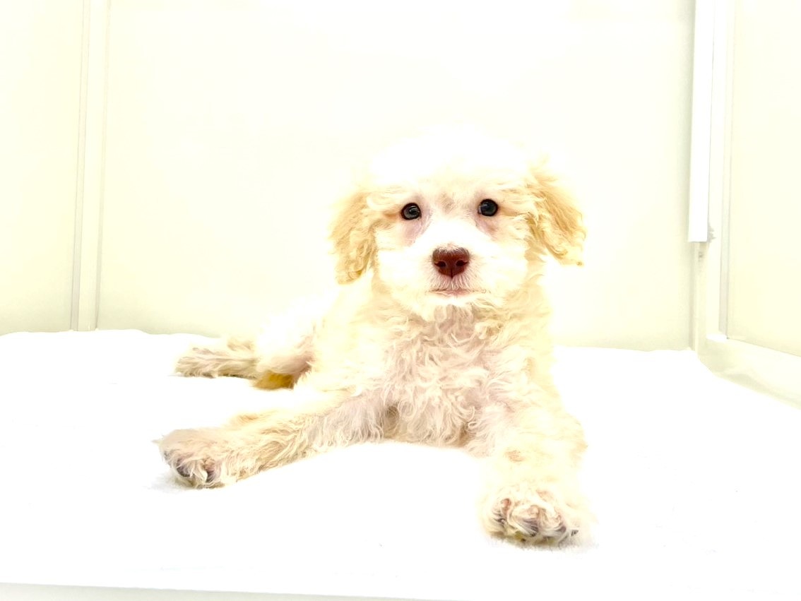 東京都のラブラドゥードル(ラブラドールレトリーバー×プードル) (かねだい本町田店/2025年9月14日生まれ/男の子/アプリコット)の子犬の4枚目の画像