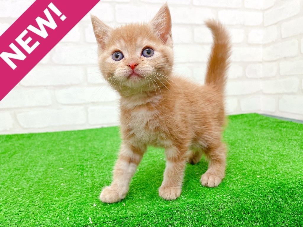 東京都のマンチカン (かねだい立川店/2025年9月14日生まれ/女の子/レッドタビー)の子猫の1枚目の画像