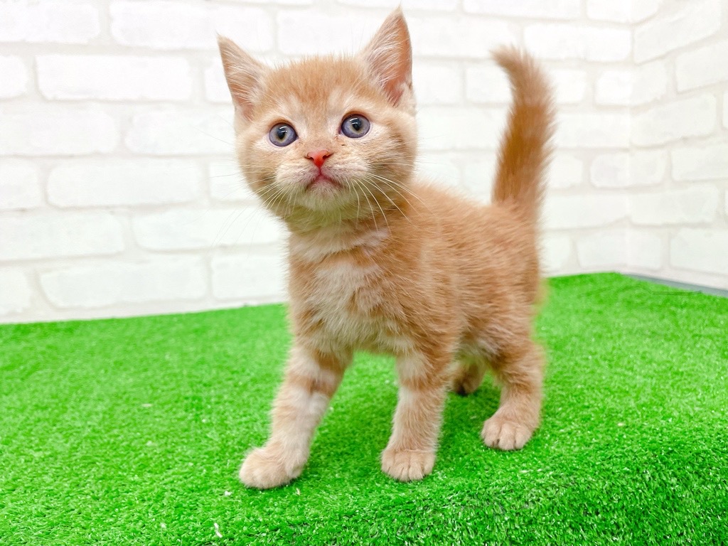 東京都のマンチカン (かねだい立川店/2025年9月14日生まれ/女の子/レッドタビー)の子猫の2枚目の画像