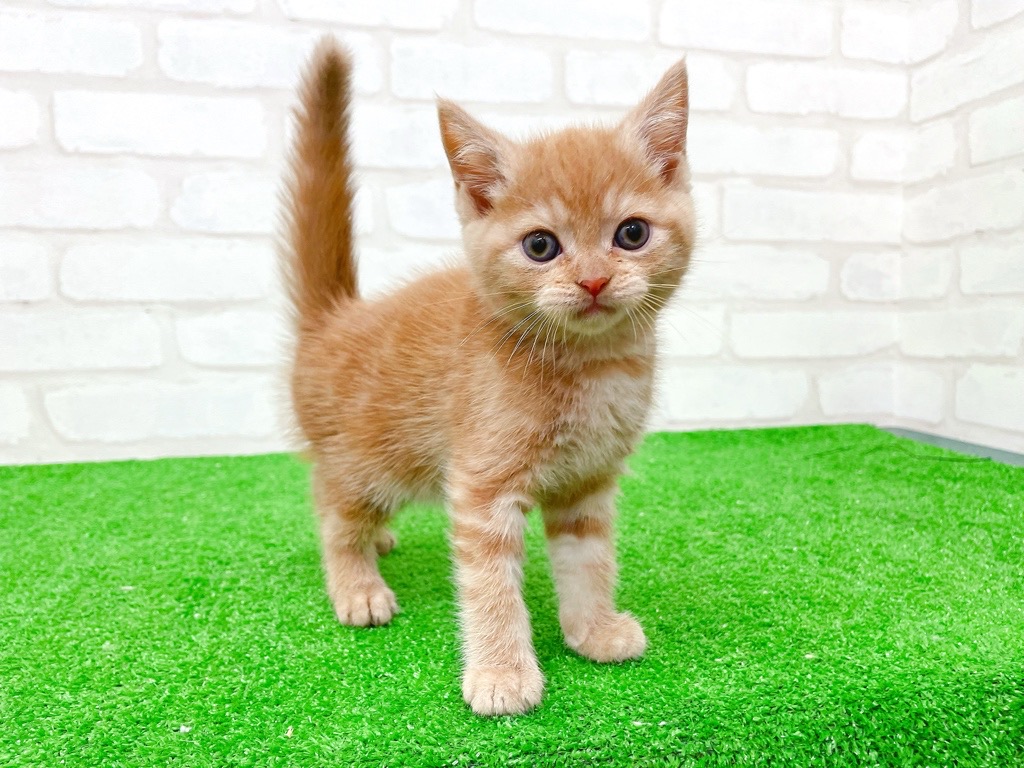 東京都のマンチカン (かねだい立川店/2025年9月14日生まれ/女の子/レッドタビー)の子猫の3枚目の画像