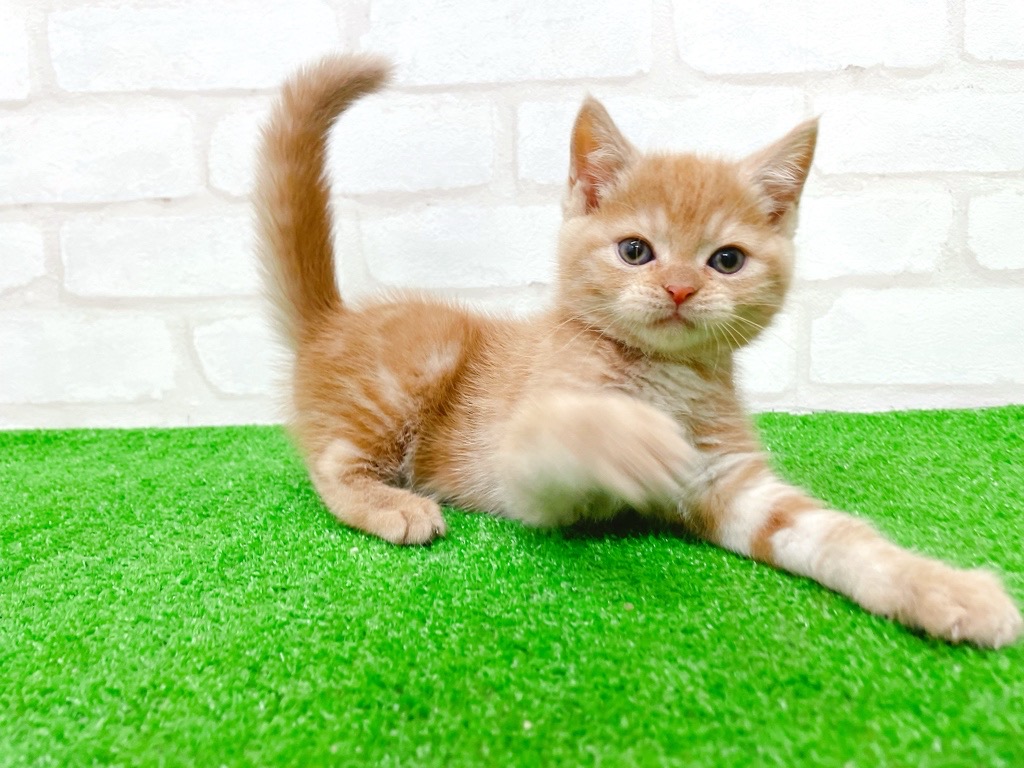 東京都のマンチカン (かねだい立川店/2025年9月14日生まれ/女の子/レッドタビー)の子猫の4枚目の画像