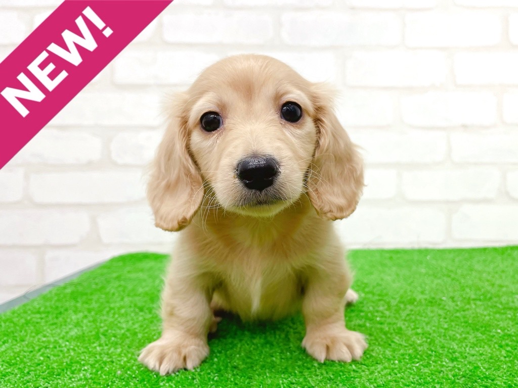 東京都のミニチュアダックスフンド(ロング) (かねだい立川店/2025年9月12日生まれ/男の子/イエロー)の子犬の1枚目の画像