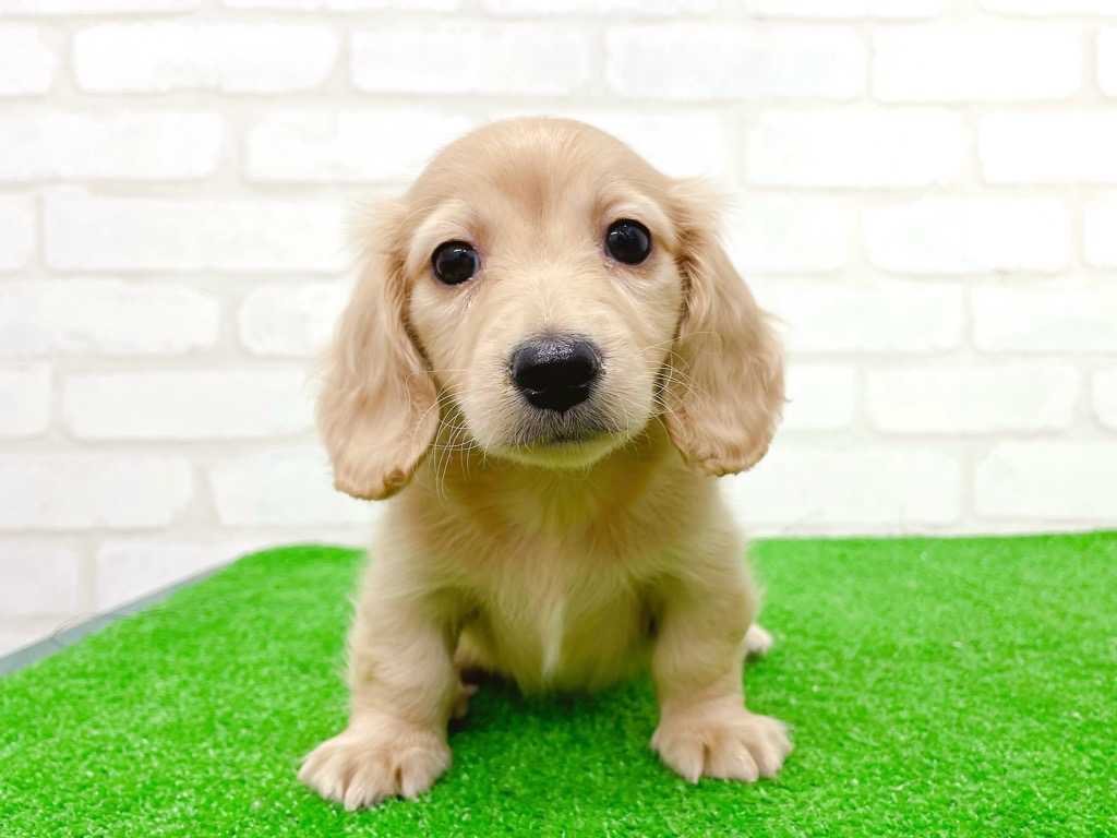 東京都のミニチュアダックスフンド(ロング) (かねだい立川店/2025年9月12日生まれ/男の子/イエロー)の子犬の2枚目の画像