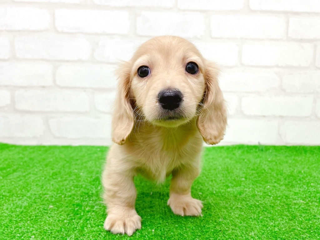 東京都のミニチュアダックスフンド(ロング) (かねだい立川店/2025年9月12日生まれ/男の子/イエロー)の子犬の3枚目の画像