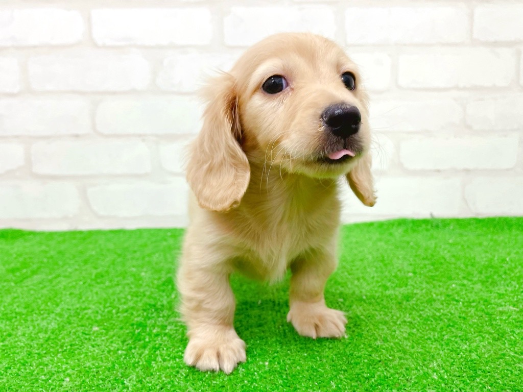 東京都のミニチュアダックスフンド(ロング) (かねだい立川店/2025年9月12日生まれ/男の子/イエロー)の子犬の4枚目の画像