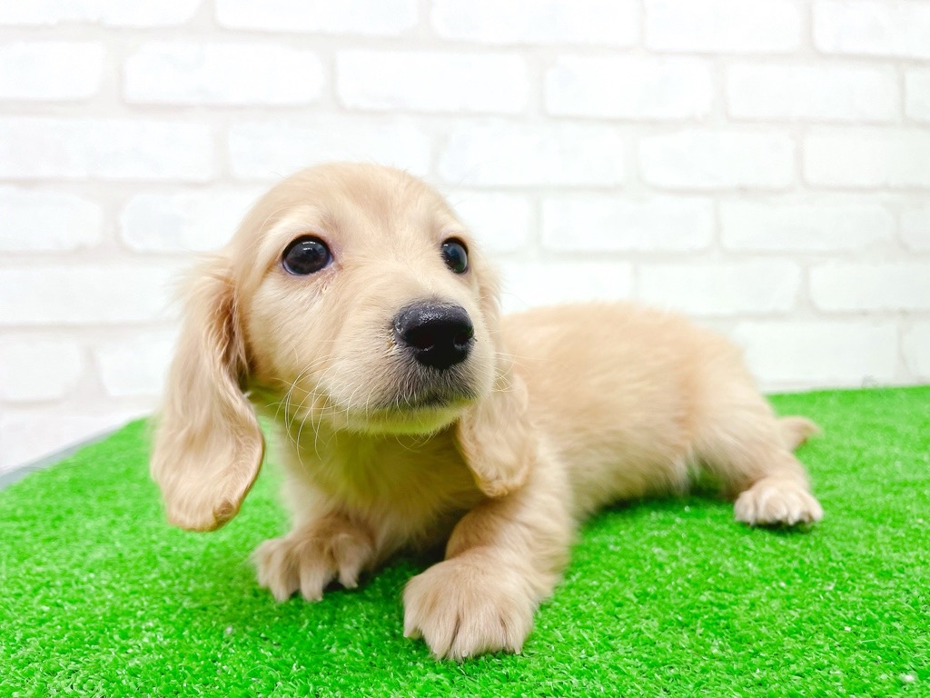 東京都のミニチュアダックスフンド(ロング) (かねだい立川店/2025年9月12日生まれ/男の子/イエロー)の子犬の4枚目の画像