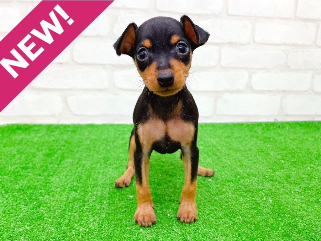 東京都のミニチュアピンシャー (かねだい立川店/2025年9月12日生まれ/女の子/ブラックタン)の子犬の1枚目の画像