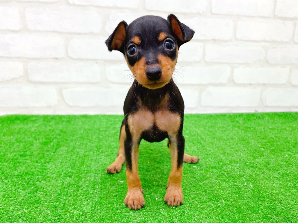 東京都のミニチュアピンシャー (かねだい立川店/2025年9月12日生まれ/女の子/ブラックタン)の子犬の2枚目の画像