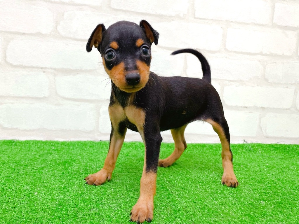 東京都のミニチュアピンシャー (かねだい立川店/2025年9月12日生まれ/女の子/ブラックタン)の子犬の3枚目の画像