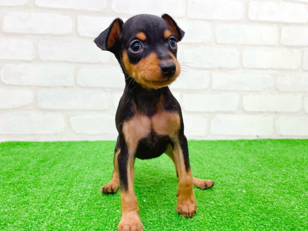 東京都のミニチュアピンシャー (かねだい立川店/2025年9月12日生まれ/女の子/ブラックタン)の子犬の4枚目の画像