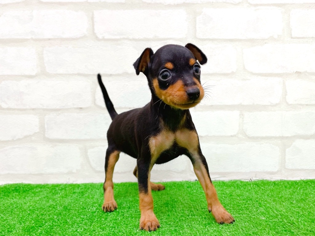 東京都のミニチュアピンシャー (かねだい立川店/2025年9月12日生まれ/女の子/ブラックタン)の子犬の4枚目の画像