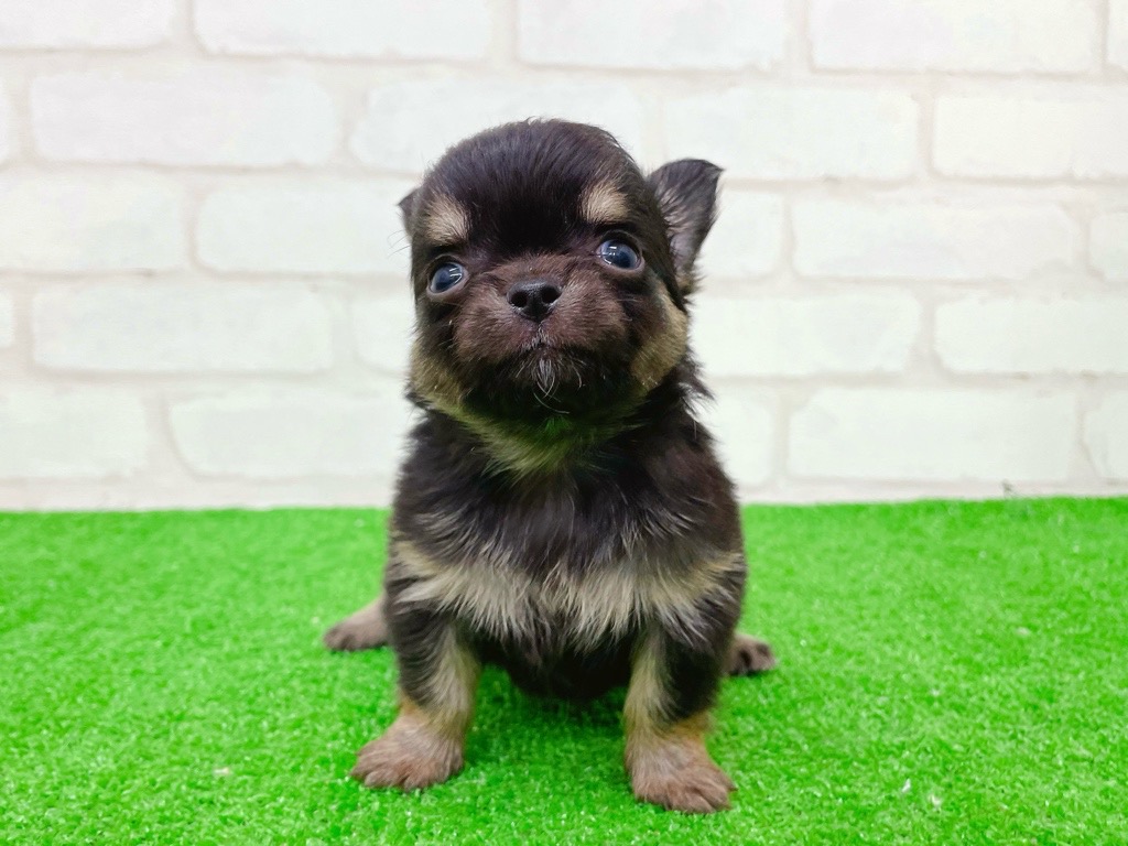 東京都のチワワ(ロング) (かねだい立川店/2025年9月13日生まれ/男の子/ブラックタン)の子犬の2枚目の画像