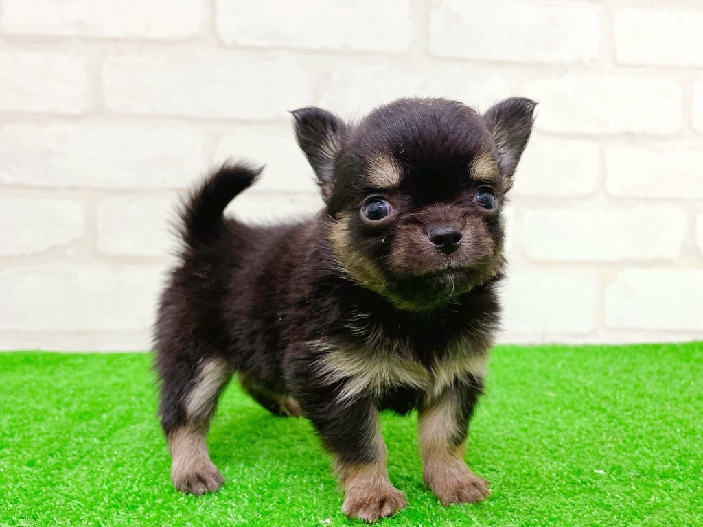 東京都のチワワ(ロング) (かねだい立川店/2025年9月13日生まれ/男の子/ブラックタン)の子犬の3枚目の画像