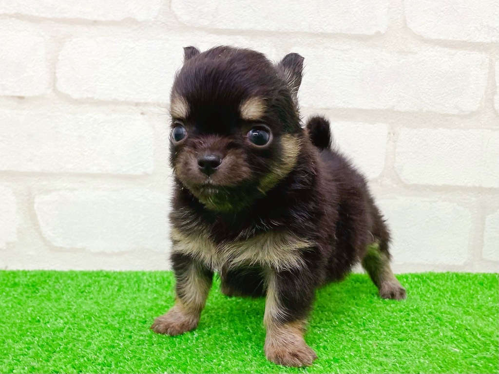 東京都のチワワ(ロング) (かねだい立川店/2025年9月13日生まれ/男の子/ブラックタン)の子犬の4枚目の画像