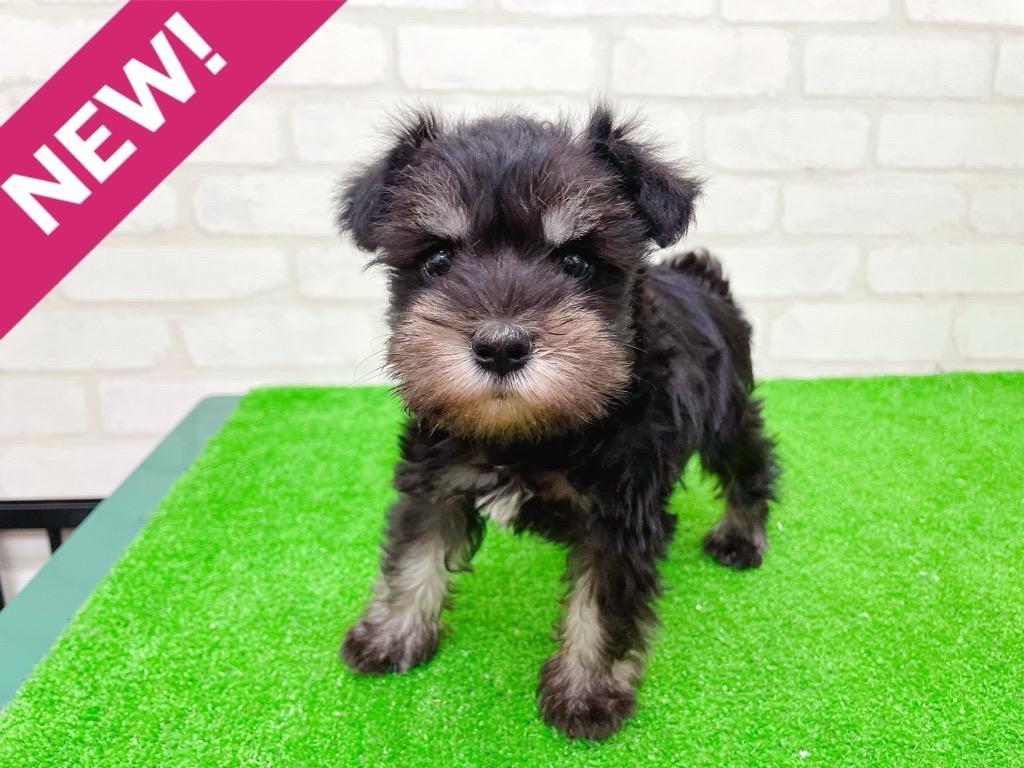 東京都のミニチュアシュナウザー (かねだい立川店/2025年9月14日生まれ/女の子/ブラックシルバー)の子犬の1枚目の画像