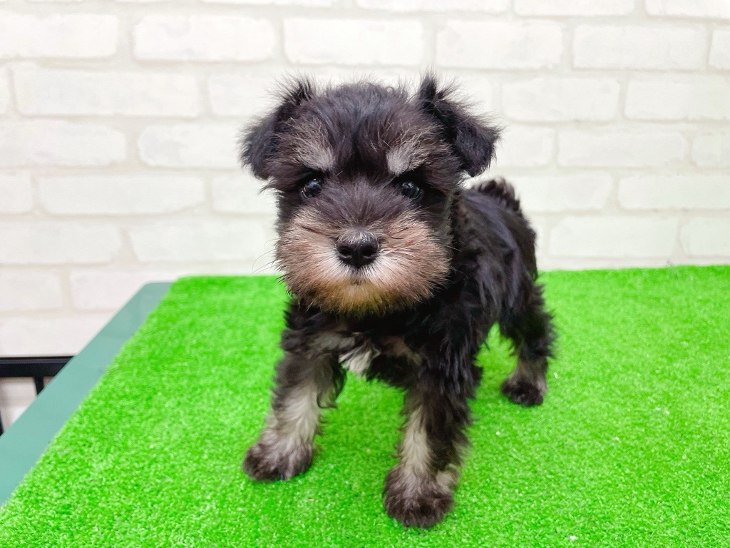 東京都のミニチュアシュナウザー (かねだい立川店/2025年9月14日生まれ/女の子/ブラックシルバー)の子犬の2枚目の画像