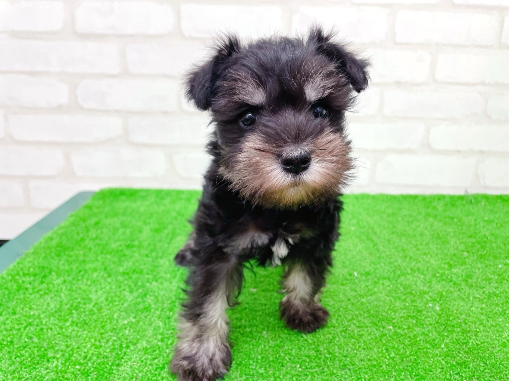 東京都のミニチュアシュナウザー (かねだい立川店/2025年9月14日生まれ/女の子/ブラックシルバー)の子犬の3枚目の画像