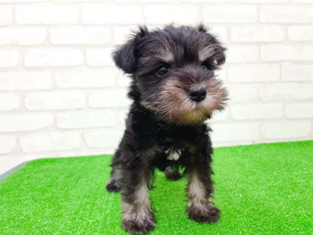 東京都のミニチュアシュナウザー (かねだい立川店/2025年9月14日生まれ/女の子/ブラックシルバー)の子犬の4枚目の画像