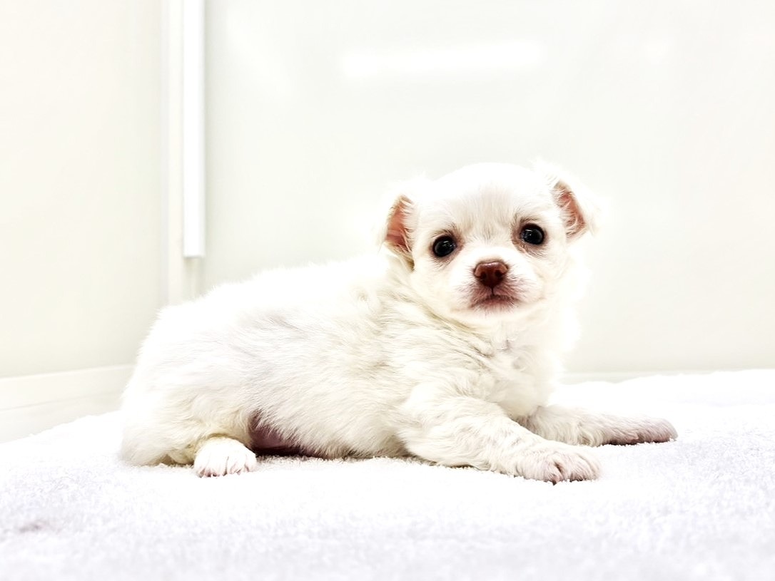 東京都のチワワ(ロング) (かねだい本町田店/2025年9月13日生まれ/男の子/クリーム)の子犬の1枚目の画像