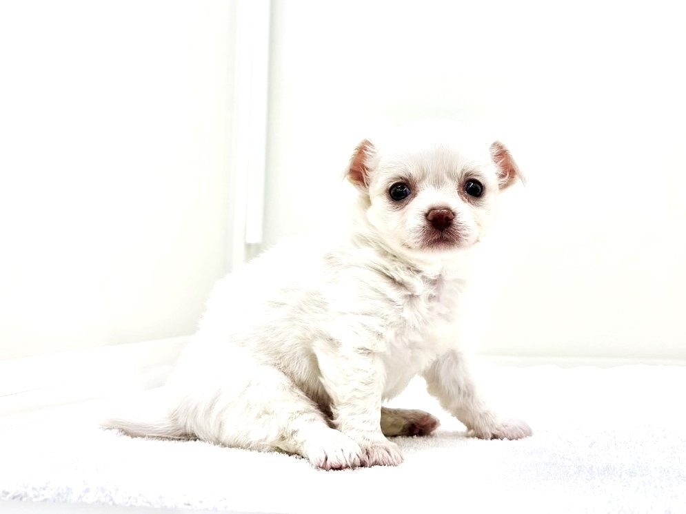 東京都のチワワ(ロング) (かねだい本町田店/2025年9月13日生まれ/男の子/クリーム)の子犬の3枚目の画像