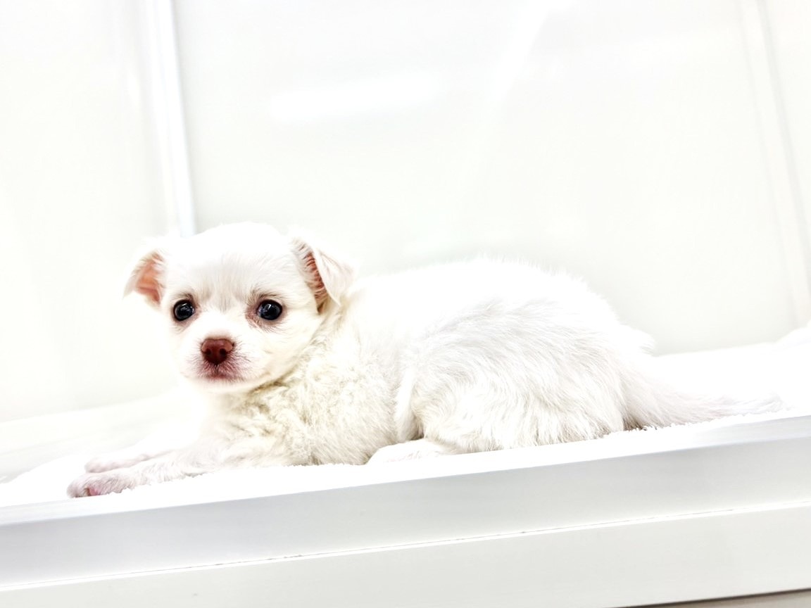 東京都のチワワ(ロング) (かねだい本町田店/2025年9月13日生まれ/男の子/クリーム)の子犬の4枚目の画像