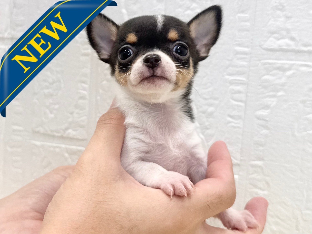 東京都のチワワ(スムース) (かねだい青梅店/2025年9月13日生まれ/女の子/ホワイトブラックタン)の子犬の1枚目の画像