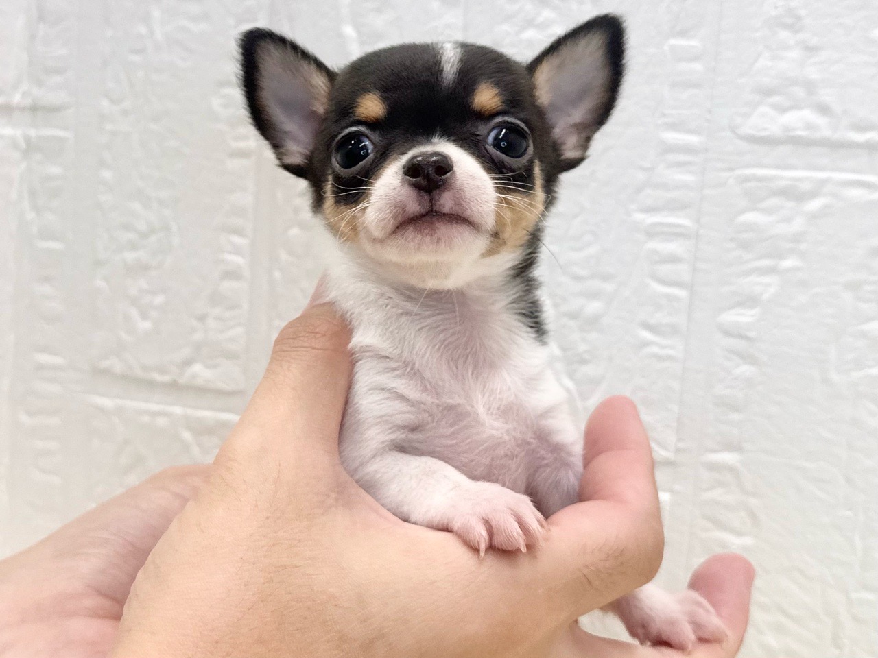 東京都のチワワ(スムース) (かねだい青梅店/2025年9月13日生まれ/女の子/ホワイトブラックタン)の子犬の2枚目の画像