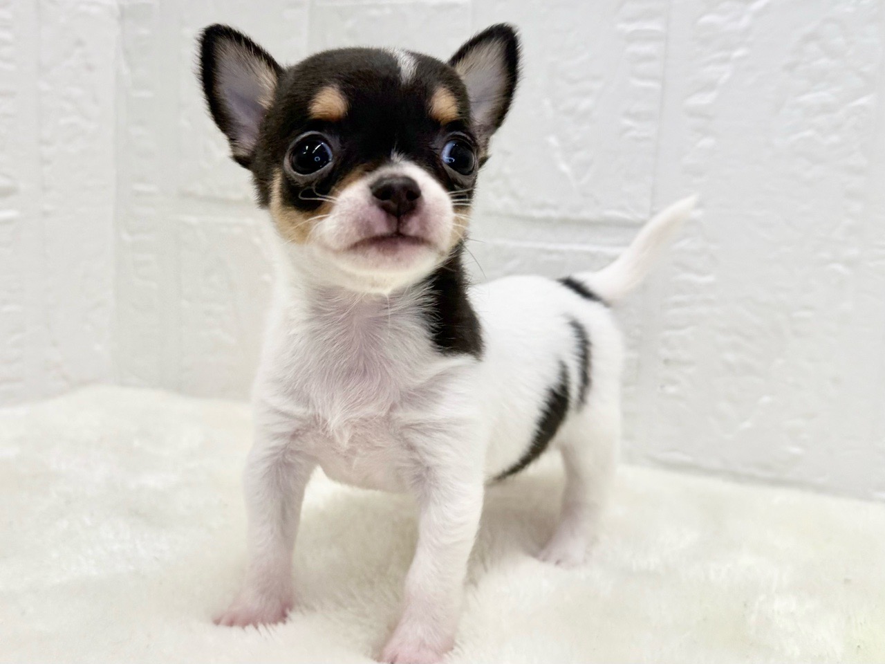 東京都のチワワ(スムース) (かねだい青梅店/2025年9月13日生まれ/女の子/ホワイトブラックタン)の子犬の3枚目の画像