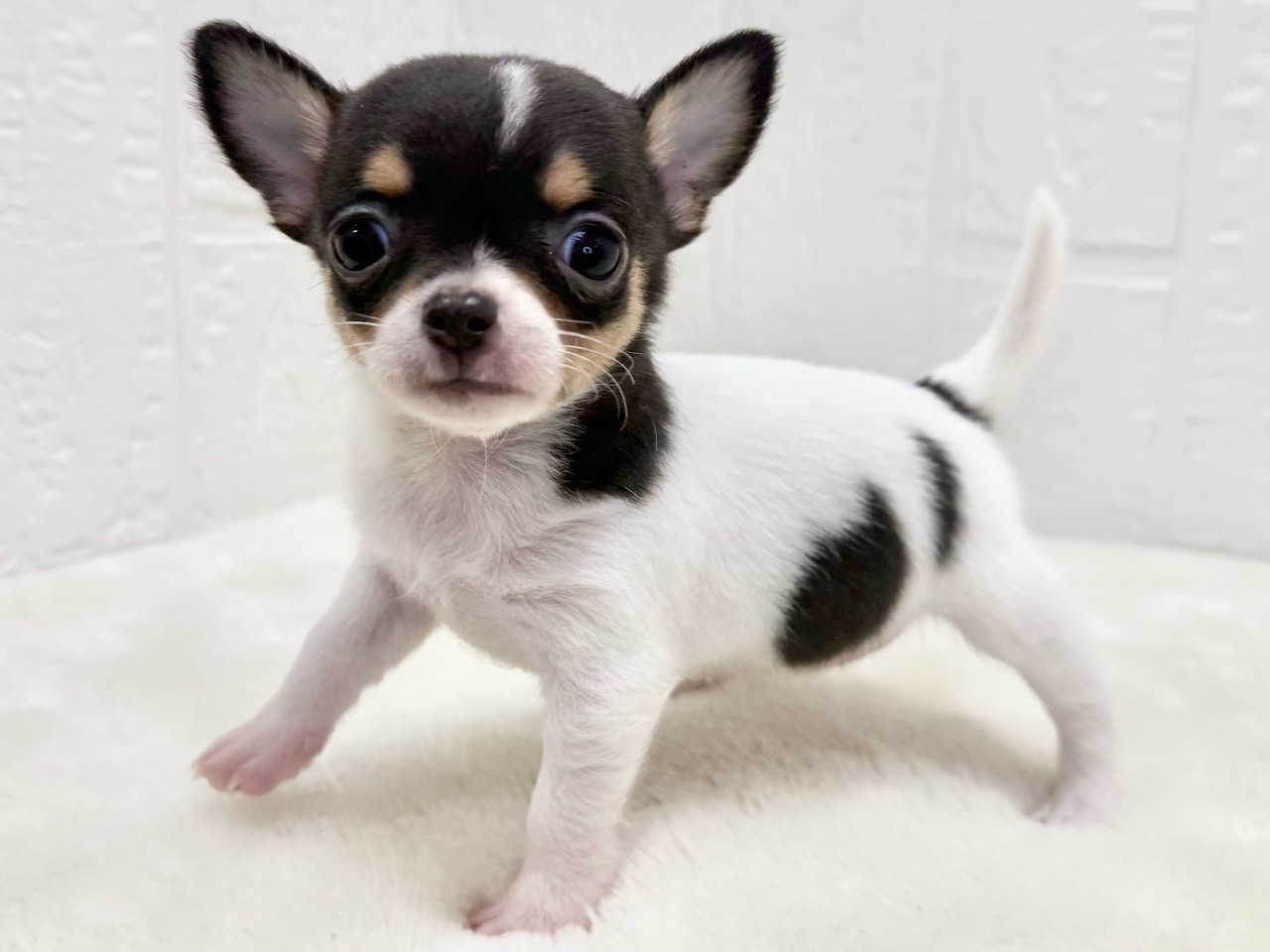 東京都のチワワ(スムース) (かねだい青梅店/2025年9月13日生まれ/女の子/ホワイトブラックタン)の子犬の4枚目の画像