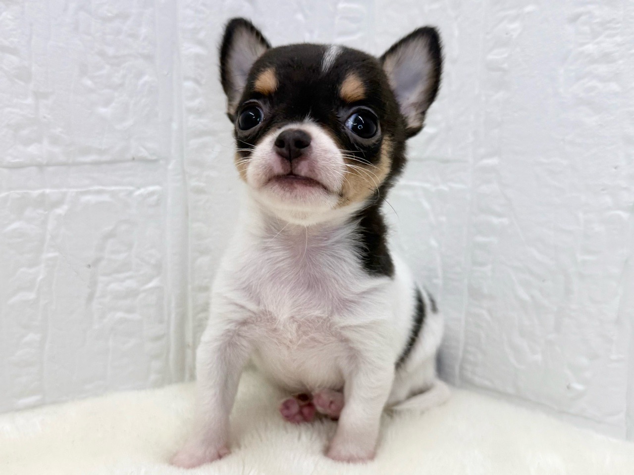東京都のチワワ(スムース) (かねだい青梅店/2025年9月13日生まれ/女の子/ホワイトブラックタン)の子犬の4枚目の画像