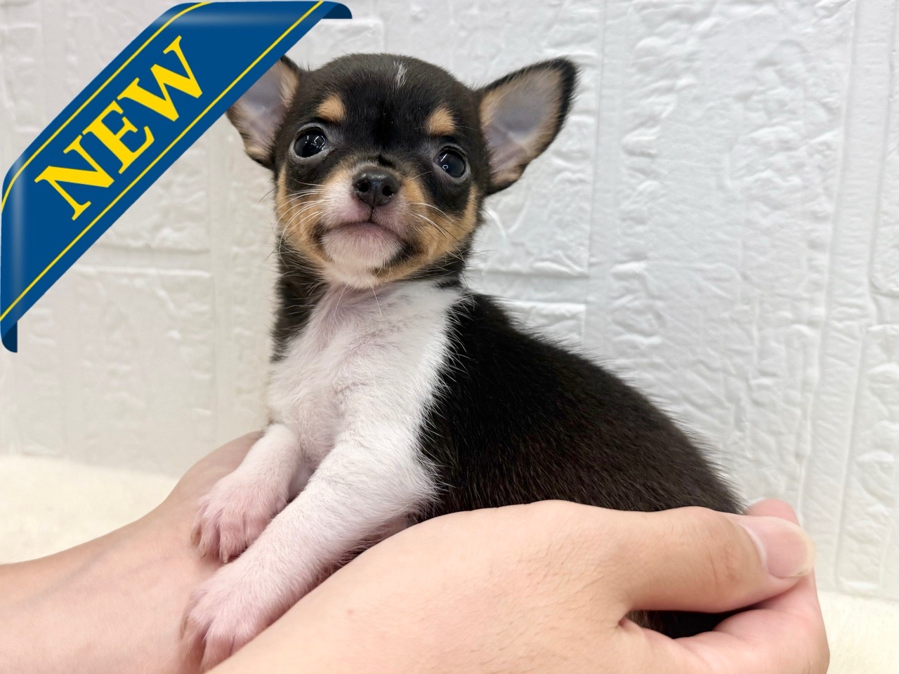 東京都のチワワ(スムース) (かねだい青梅店/2025年9月13日生まれ/女の子/ブラックタンホワイト)の子犬の1枚目の画像