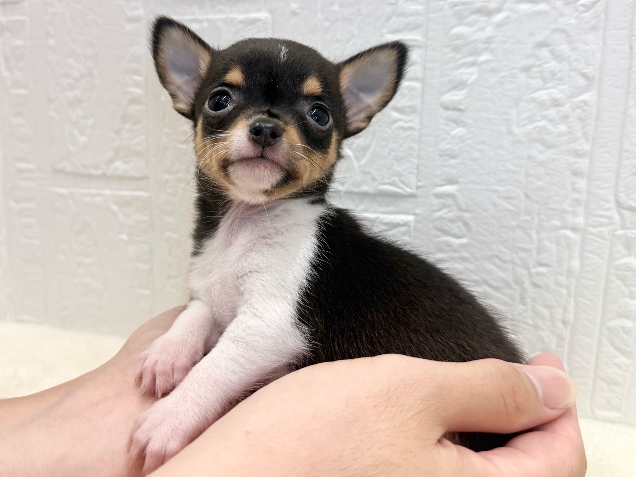 東京都のチワワ(スムース) (かねだい青梅店/2025年9月13日生まれ/女の子/ブラックタンホワイト)の子犬の2枚目の画像