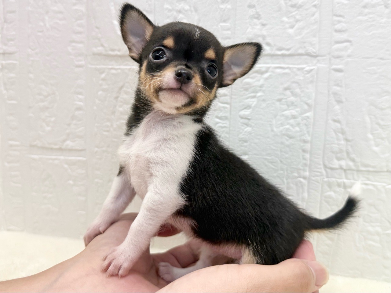 東京都のチワワ(スムース) (かねだい青梅店/2025年9月13日生まれ/女の子/ブラックタンホワイト)の子犬の3枚目の画像