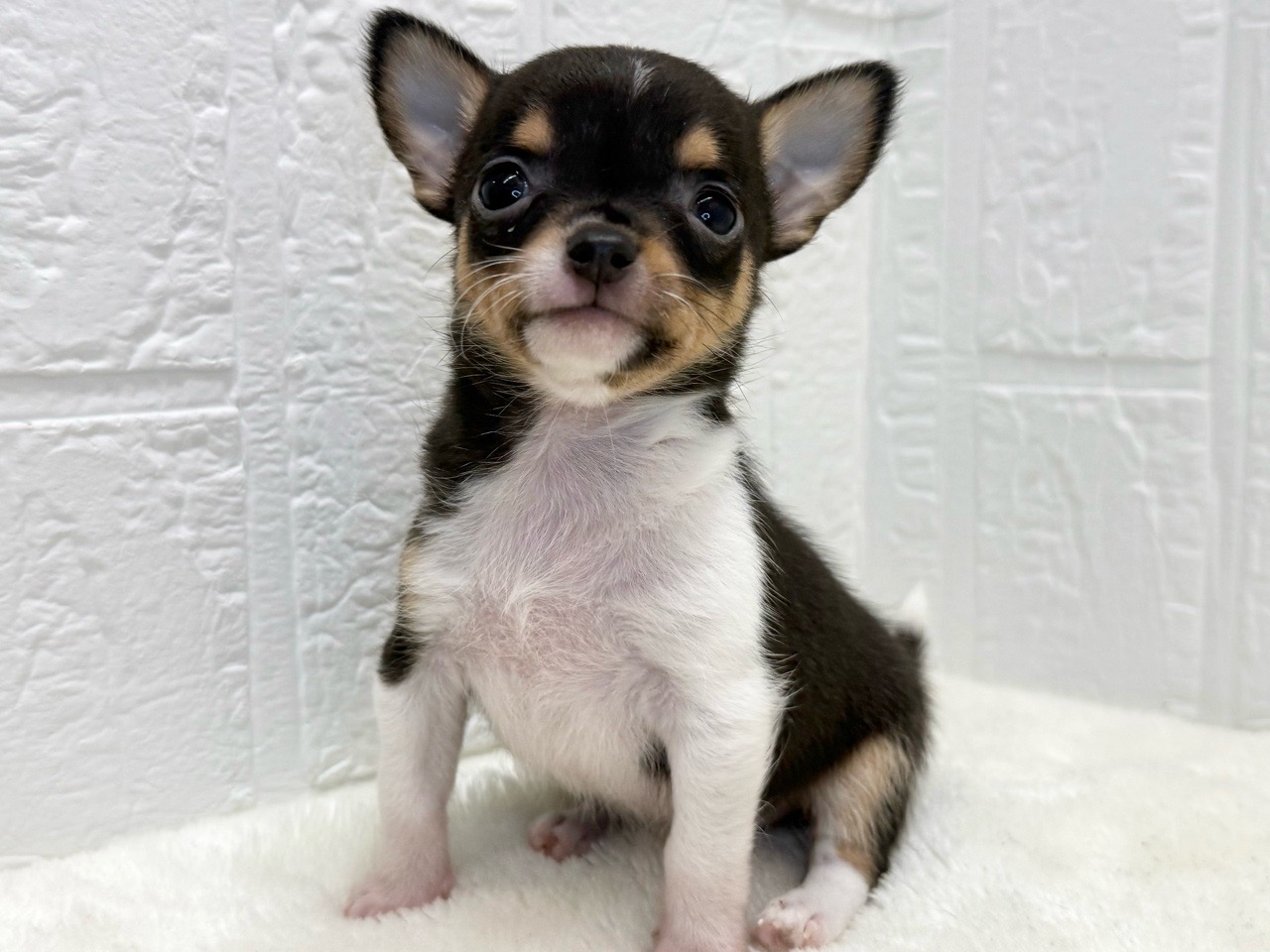 東京都のチワワ(スムース) (かねだい青梅店/2025年9月13日生まれ/女の子/ブラックタンホワイト)の子犬の4枚目の画像